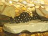 Pleco Upside Down.JPG