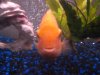 fish 009.JPG