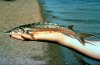sturgeon.jpg