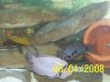fish 001.jpg