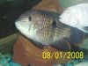 fish 003.jpg