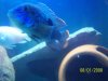 fish 005.jpg