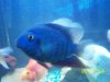 fish 006.jpg