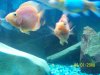 fish 008.jpg