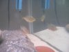 Piranhas 032.jpg