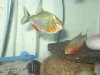 Piranhas 175.jpg