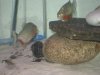 Piranhas 179.jpg