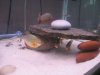 Piranhas 183.jpg