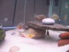 Piranhas 184.jpg
