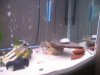 Piranhas 185.jpg