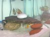 Piranhas 187.jpg