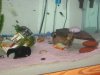 Piranhas 190.jpg