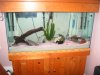 Piranhas 189.jpg