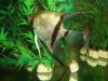 anglfish-final sale 002.JPG anglfish-final sale 002.JPG