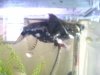 Piranhas 217.jpg