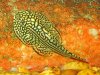 sewellia lineotata2.jpg
