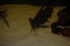 DSC_0058.JPG