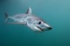 Shortfin Mako Shark 053.jpg