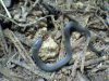 little snake.jpg