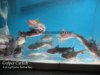 Gulper Catfish.jpg