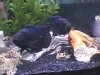 fish22.jpeg