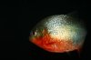 Fish 050.jpg