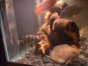aquarium pics 004.jpg