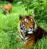 Jungle_tigers.jpg