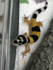 Baby1.gif