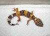 Baby3.gif