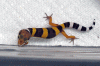 Baby5.gif