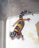 Baby7.gif