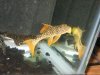 Plecos 014.jpg