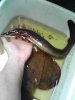 LG fire eel.jpg