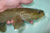 Lg goby aussie.JPG