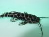 Marble Catfish.jpg