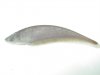 MISC Fish 014.jpg