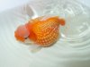 Pearl scale goldfish.JPG