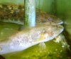 peces 032.jpg