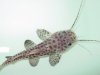 Sailfin X RTC.JPG
