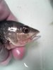 snapper close.jpg