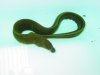 White Cheek Eel.jpg