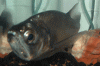resized piraya.gif resized piraya.gif