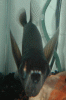 piraya resized pic 2.gif piraya resized pic 2.gif