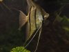DSCF2731.jpg