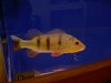 pbass and nile perch 011.jpg