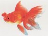 Red%20Pom%20Pom.jpg Red%20Pom%20Pom.jpg