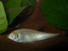 albino asian knife.JPG