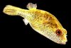 puffer_red_eye_01.jpg
