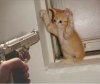 catgun.jpg